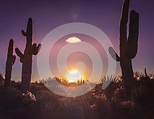 Arizona desert cactus tree landscape