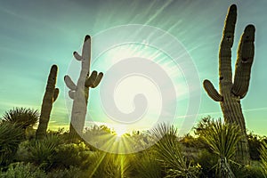 Arizona desert cactus tree landscape