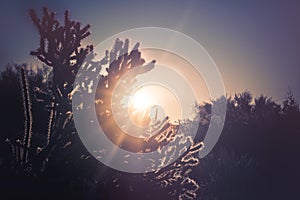 Arizona desert cactus tree landscape