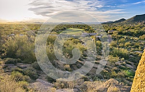 Arizona desert cactus tree landscape