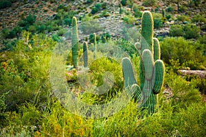 Arizona Desert Cactuses