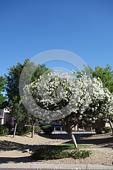 Arizona White Oleander