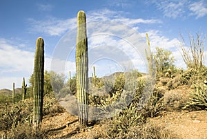 Arizona desert hiking trail with cacti.