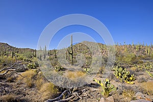 Arizona Desert And Hills Covered In Cactus