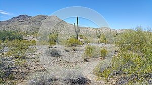 Arizona desert landscape