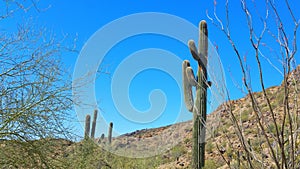 Arizona Desert Landscape