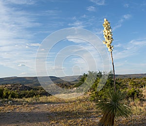 Arizona Desert landscape Background