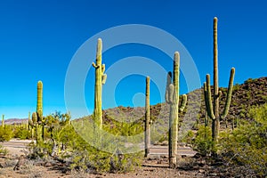 Arizona desert landscape, giant cacti Saguaro cactus Carnegiea gigantea against the blue sky, USA