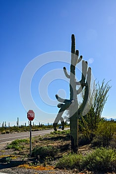 Arizona desert landscape, giant cacti Saguaro cactus Carnegiea gigantea against the blue sky, USA