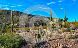 Arizona desert landscape, giant cacti Saguaro cactus Carnegiea gigantea against the blue sky, USA