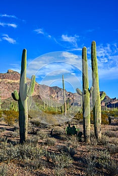 Arizona desert landscape, giant cacti Saguaro cactus Carnegiea gigantea against the blue sky, USA