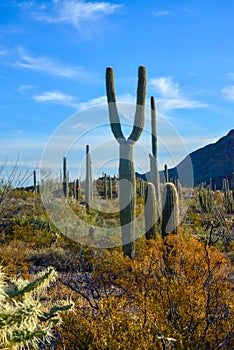 Arizona desert landscape, giant cacti Saguaro cactus Carnegiea gigantea against the blue sky, USA