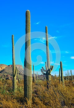 Arizona desert landscape, giant cacti Saguaro cactus Carnegiea gigantea against the blue sky, USA