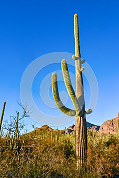 Arizona desert landscape, giant cacti Saguaro cactus Carnegiea gigantea against the blue sky, USA