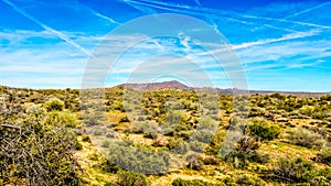 Arizona desert landscape with its many cacti and shrubs and distant mountains