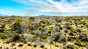 Arizona desert landscape with its many Saguaro and other cacti and distant mountains