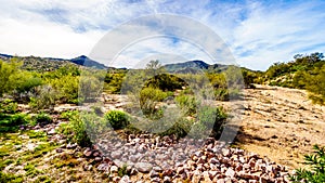 Arizona desert landscape with its many Saguaro and other cacti and distant mountains