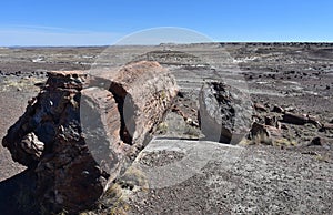 Arizona Desert Landscape with a Large Petrified Log