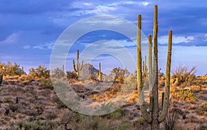Arizona Desert Landscape In North Scottsdale