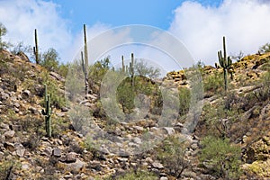 Arizona Desert Landscape: Saguaro Cacti on a Rocky Hillside