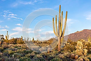 Arizona desert landscape with Saguaro cactus and blue sky