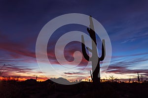 Arizona desert landscape with Saguaro Cactus silhouette at sunset