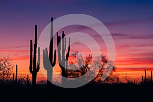 Arizona desert landscape with Saguaro Cactus silhouettes at sunset