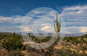 Arizona Desert Landscape Scene With Cactus & Mountains