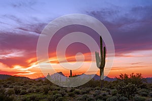 Arizona desert landscape at sunset with Saguaro cactus