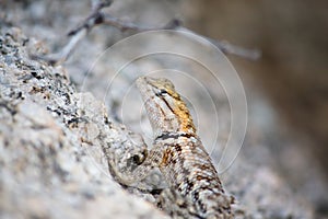 Arizona Desert Lizard