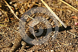 Arizona Desert Lizard