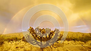 Arizona desert monsoon season with rainbow and cholla cactus.