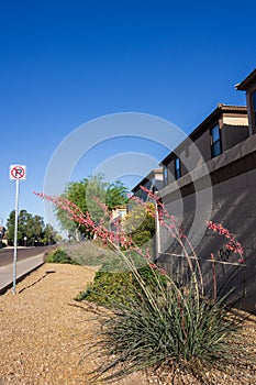 Flowering Red Yucca, Hesperaloe parviflora, along xeriscaped city streets in Phoenix, AZ photo