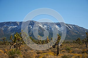 Arizona desert near the Grand Canyon