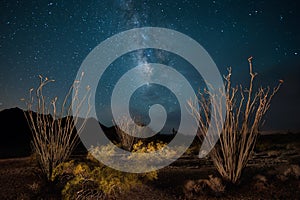 Arizona Desert with Ocotillo and Milky Way