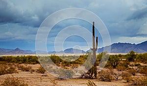 Arizona desert panorama landscape in saguaro cactus