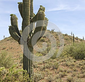 Arizona Desert Saguaro Cactus