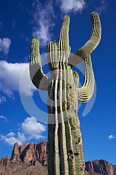 Arizona desert saguaro cactus