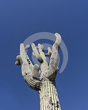 Arizona desert Saguaro cactus tree blue sky