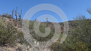 Arizona, desert, saguaro cactus and trees on a hill near Bisbee, Arizona