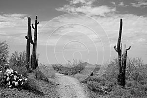 Arizona Desert, Saguaros, dirt road leading to the wilderness