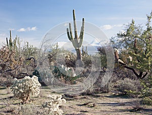 Arizona Desert Sahuaros