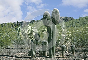 Arizona Desert Sahuaros