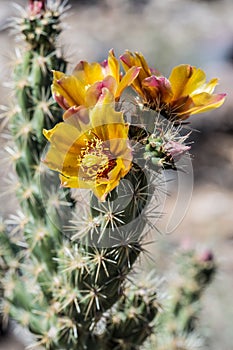Arizona Desert Scenery