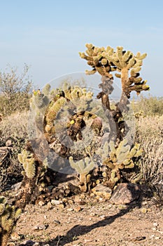 Arizona Desert Scenery