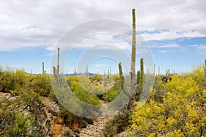 The Arizona desert showing the Saguaro Cactus and other plants in bloom
