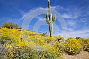 Arizona Desert in Spring