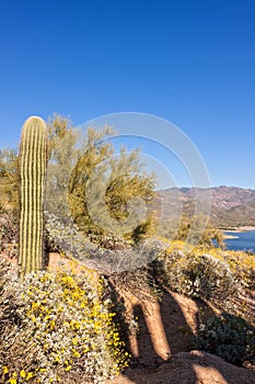 Arizona Desert Spring Wildflowers