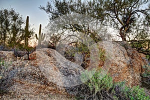 Arizona Desert Still Life