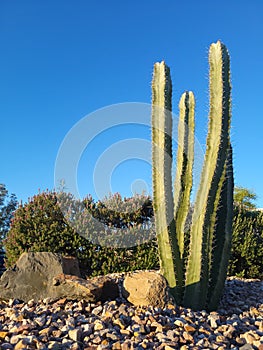 Desert Style Xeriscaping with Columnar Cacti photo